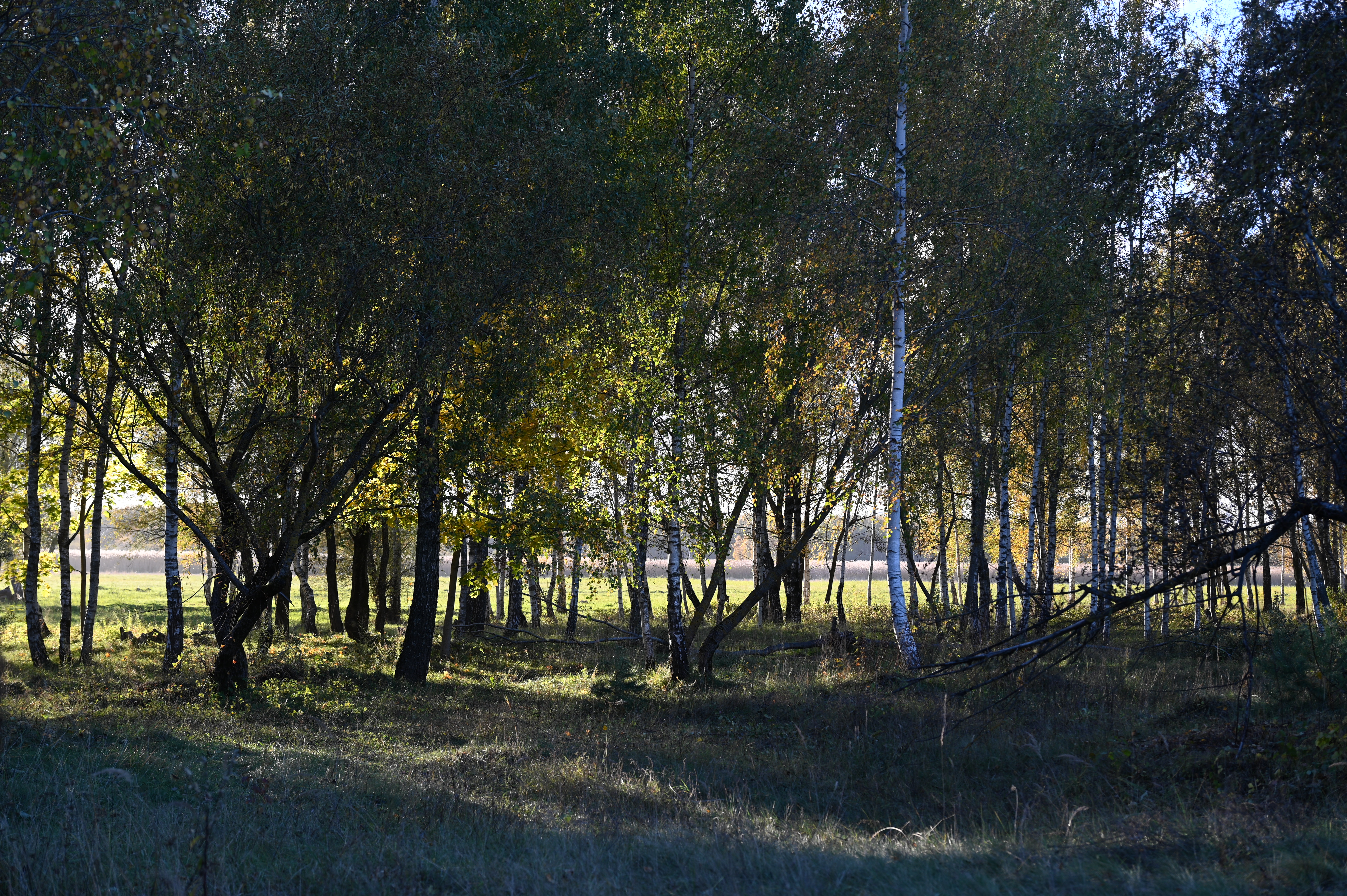 2025/10/18 - walk/DSC_0140.JPG